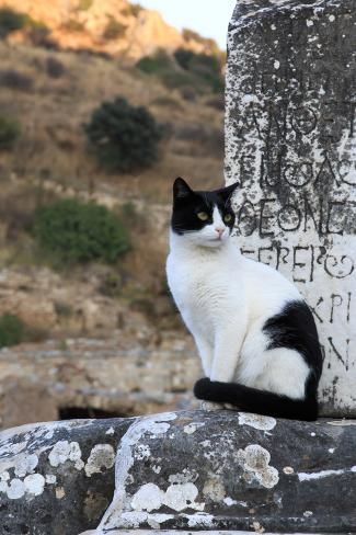 Black and white cat sitting before an inscribed marble block in Ephesus