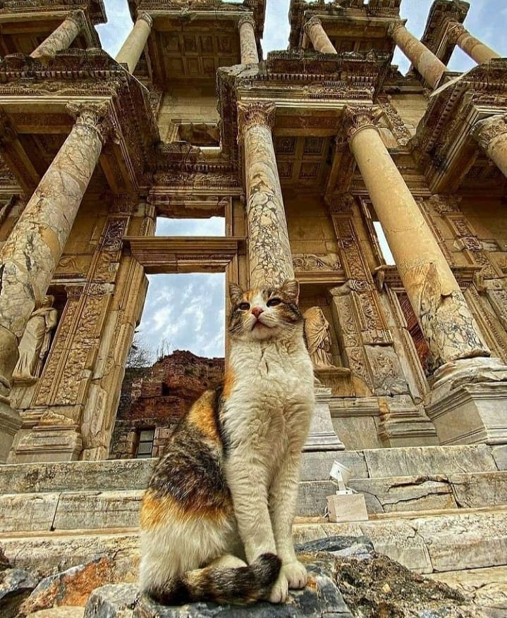 Calico cat sitting near the Library of Celsus in Ephesus, Turkey