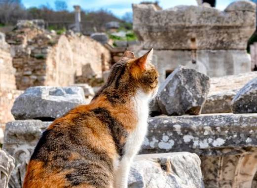 Calico cat seen from behind looking out over the ruins of Ephesus