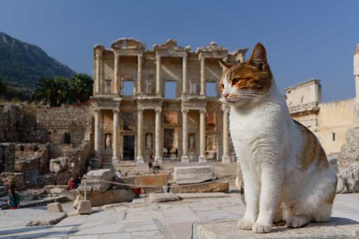 Cat at the ruins of Ephesus in Turkey