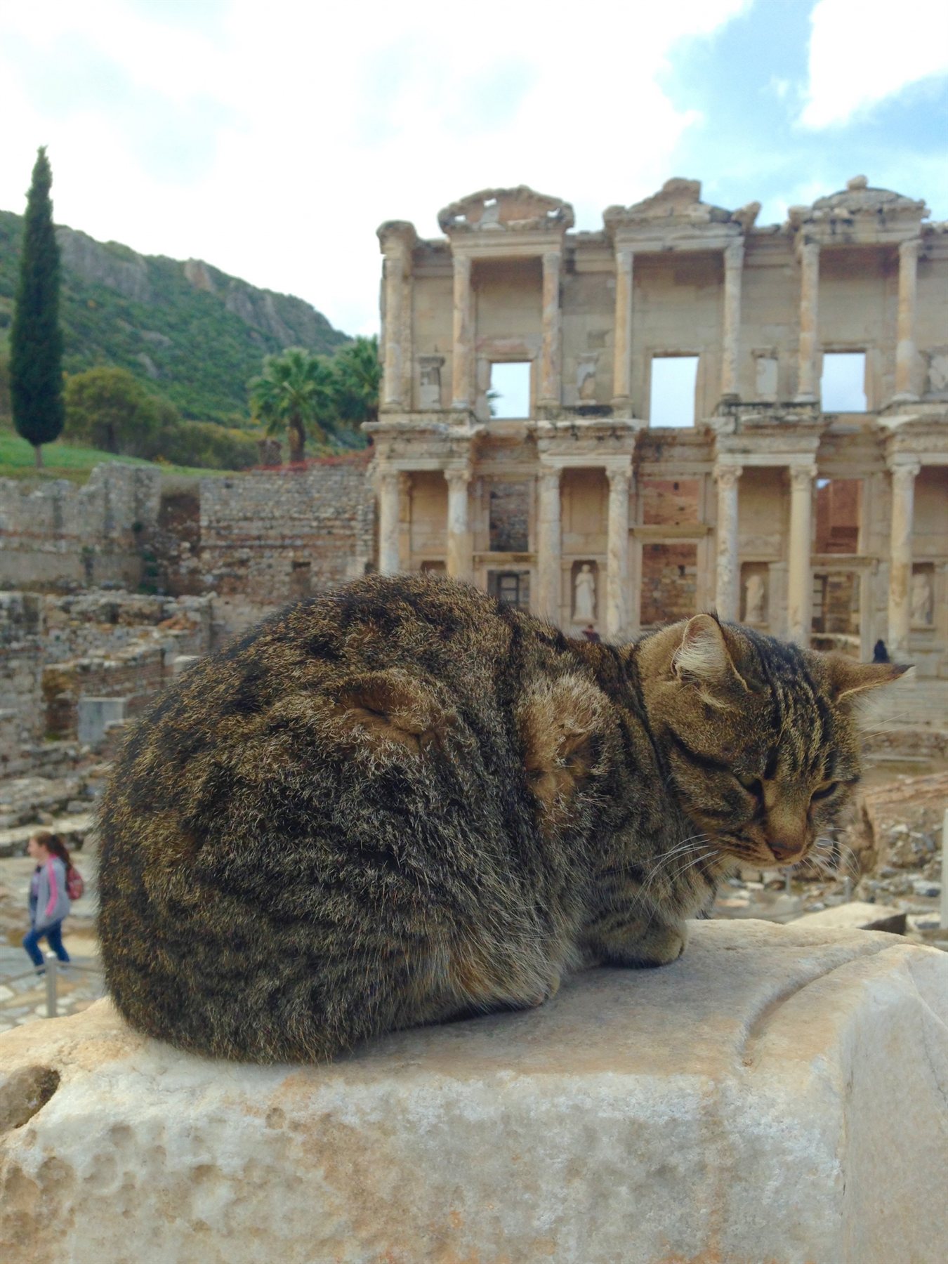 Cat photographed at the Library of Celsus in Ephesus, Turkey