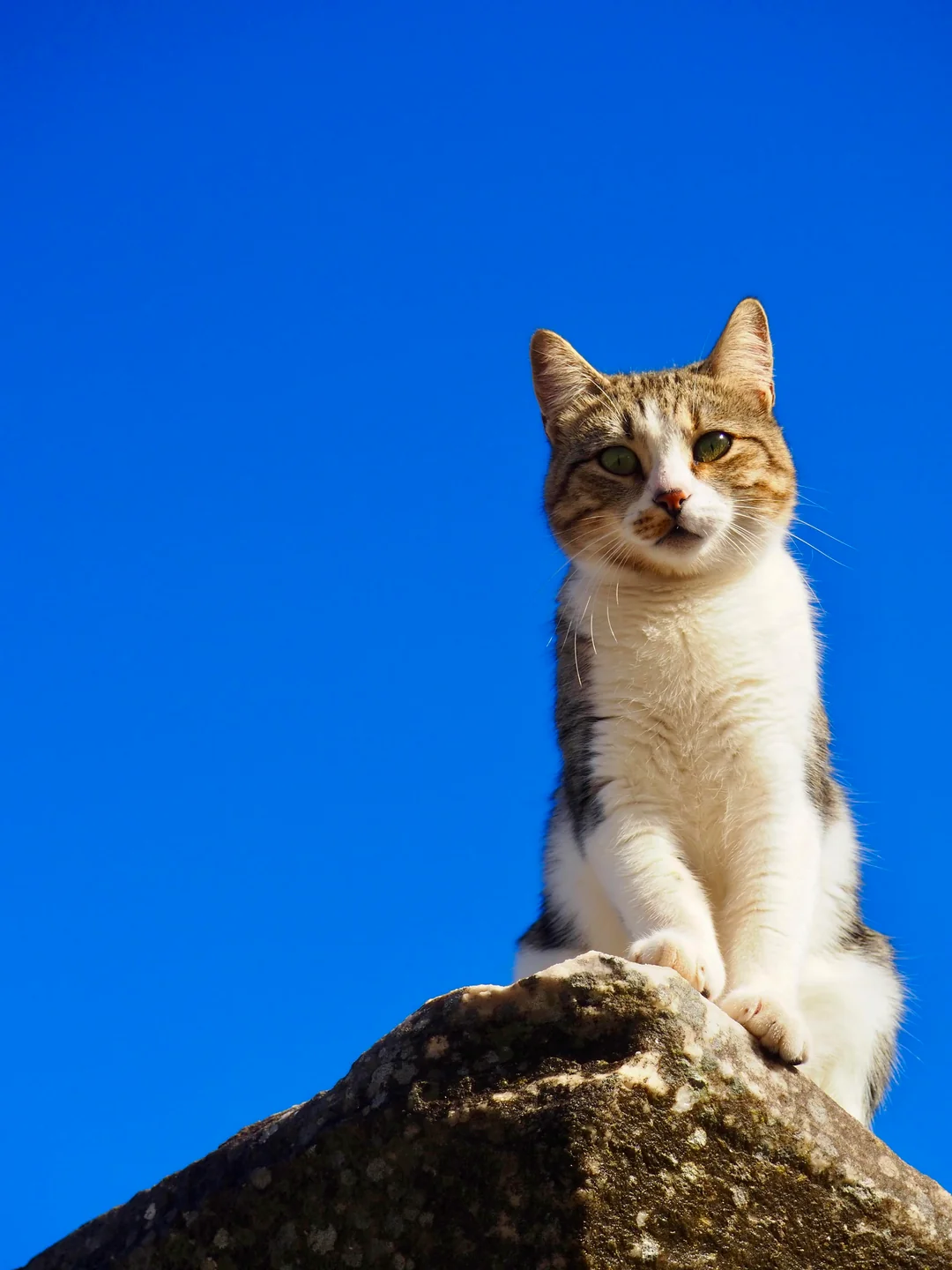 Cat sitting on a stone against a deep blue sky in Ephesus