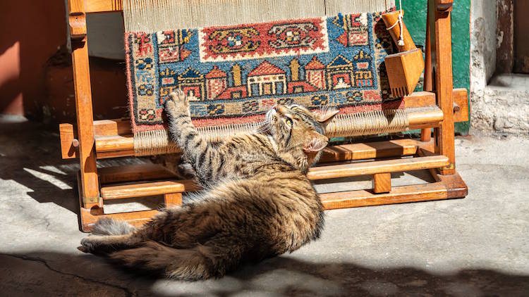 Street cat stretching beside a carpet loom outside the Grand Bazaar of Istanbul