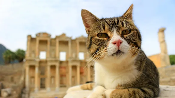 Close-up of a tabby and white cat with the Library of Celsus blurred behind in Ephesus