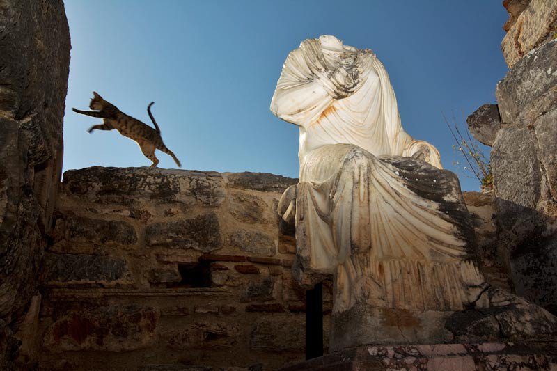Cat leaping along a stone wall beside a headless marble statue in Ephesus