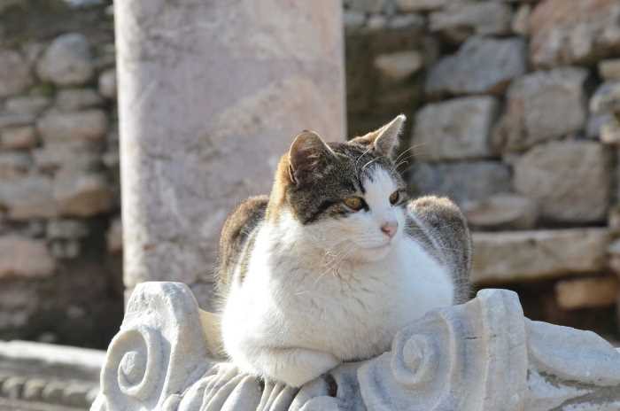 Cat loafing comfortably on an Ionic column capital in Ephesus