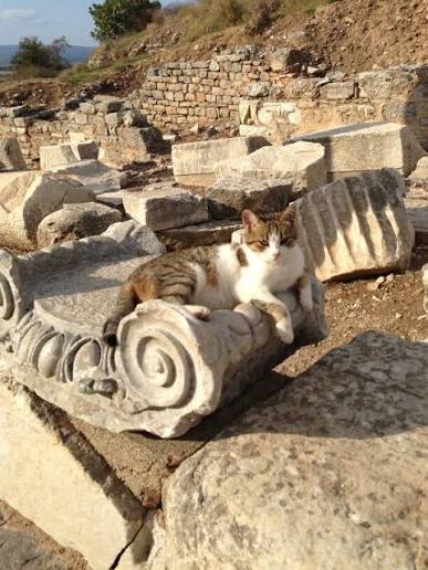 Cat lounging on the volute of a fallen Ionic capital in Ephesus