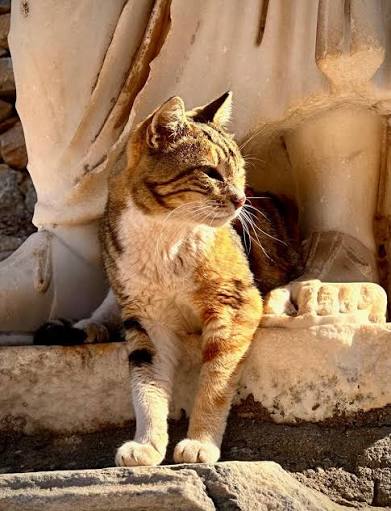 Calico tabby cat standing at the feet of a marble statue in golden light in Ephesus