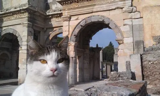 Cat close-up in front of the Gate of Mazeus and Mithridates in Ephesus