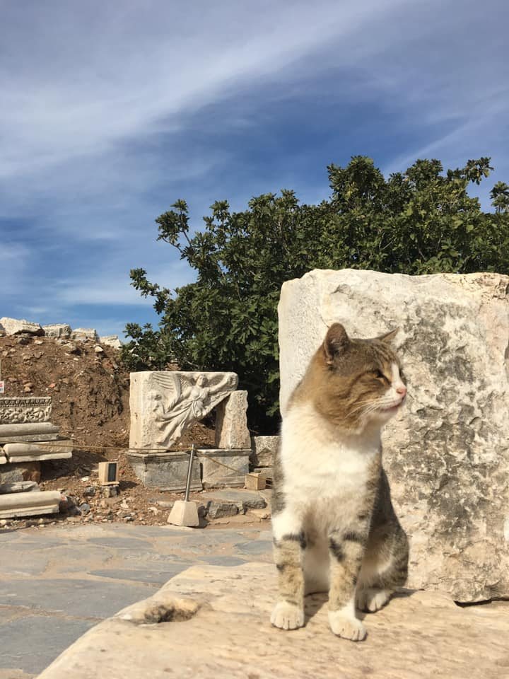 Cat sitting on a rock in front of the Nike goddess relief in Ephesus