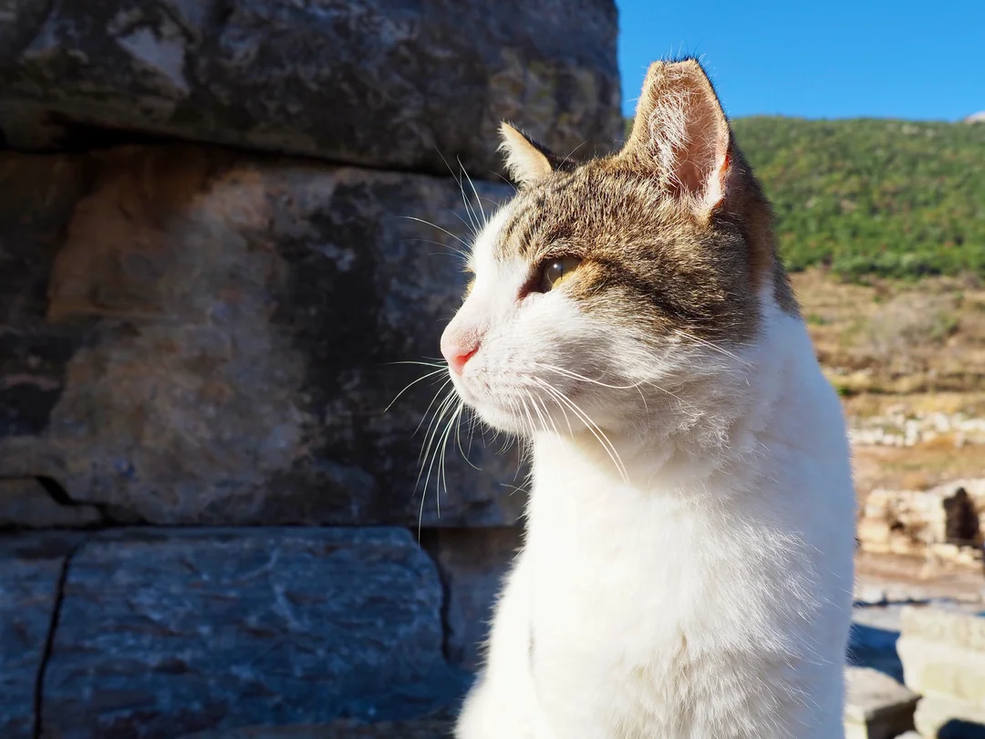 Close-up profile portrait of an Ephesus cat in golden light
