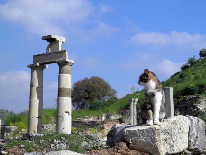 Cat sitting on a stone block near the columns of the Prytaneion in Ephesus