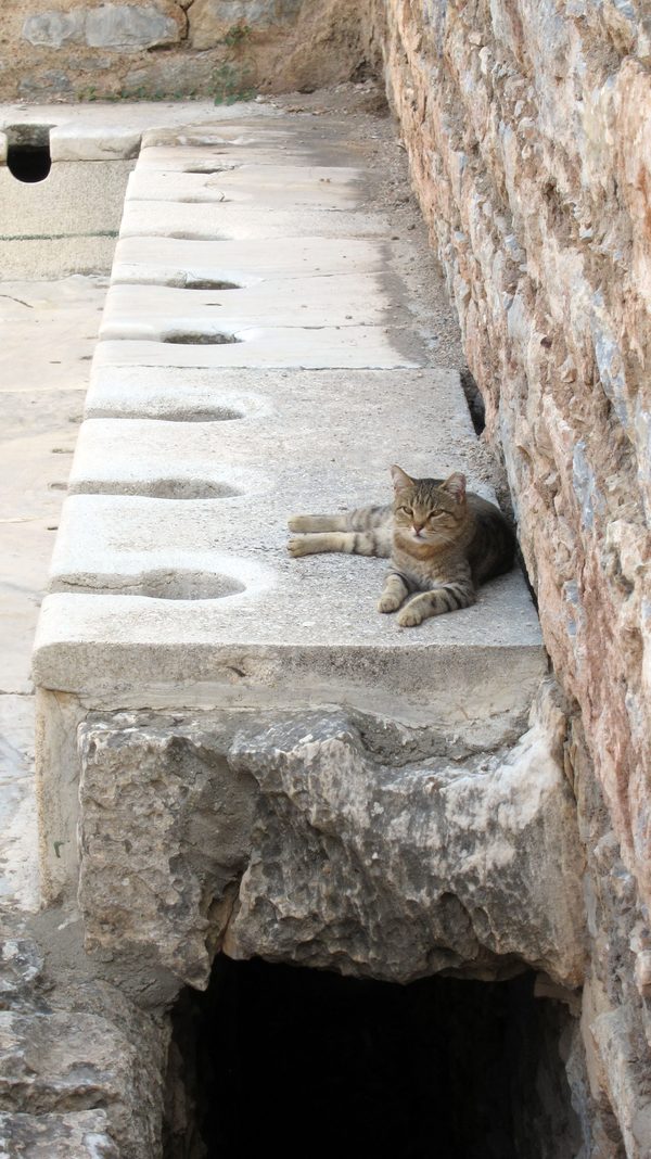 Tabby cat stretched out on the marble seats of the Roman public latrines in Ephesus