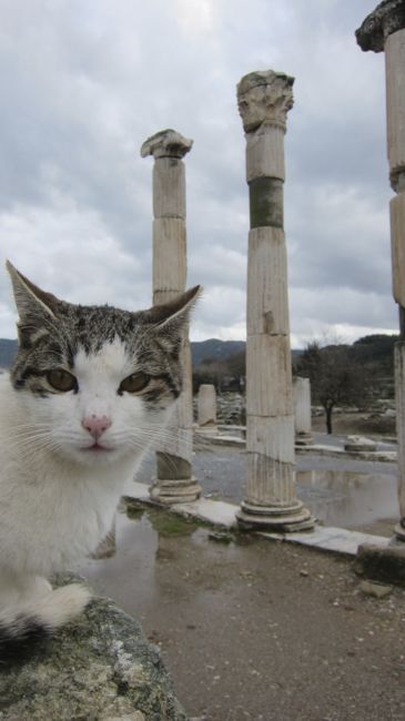 Cat photobombing a photo of ancient columns near Ephesus
