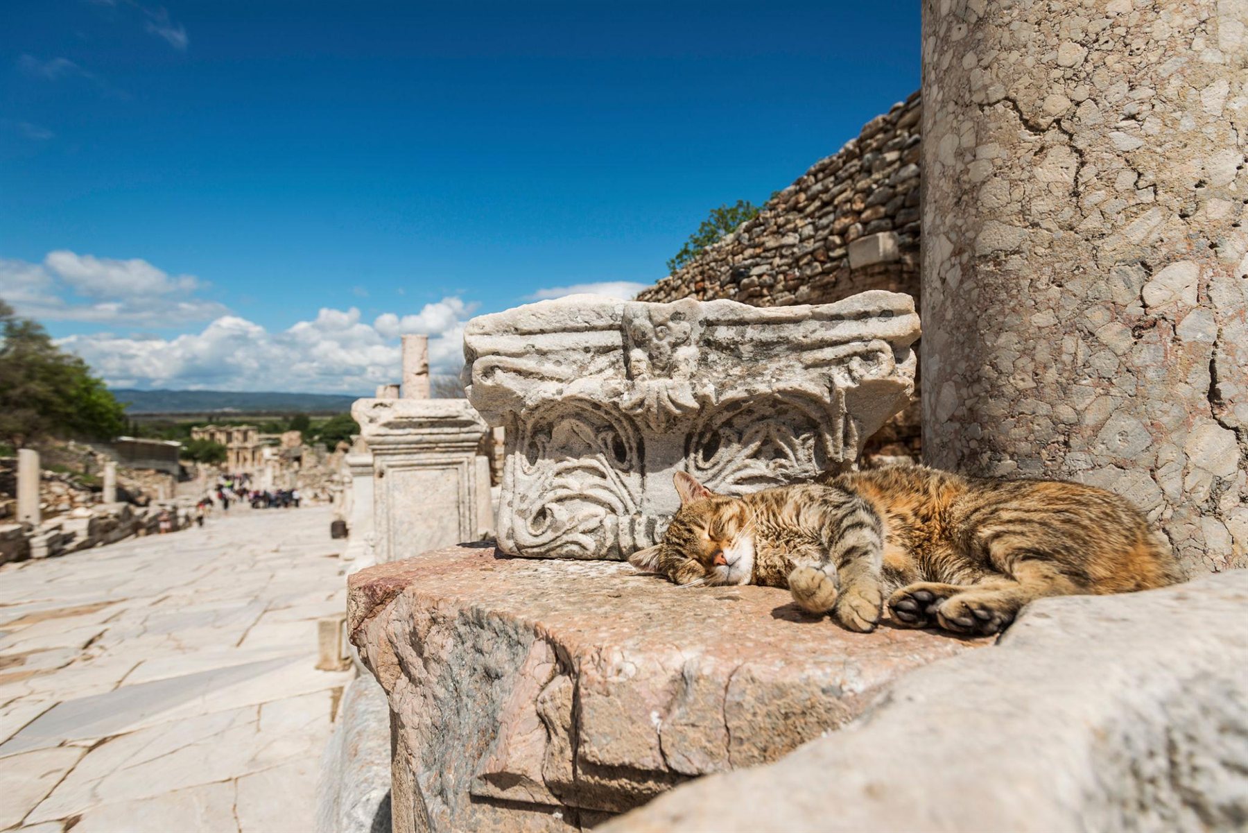 Cat sleeping against a carved Corinthian capital along the marble street in Ephesus