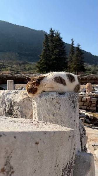 Cat sleeping draped over a marble block on the hillside of Ephesus