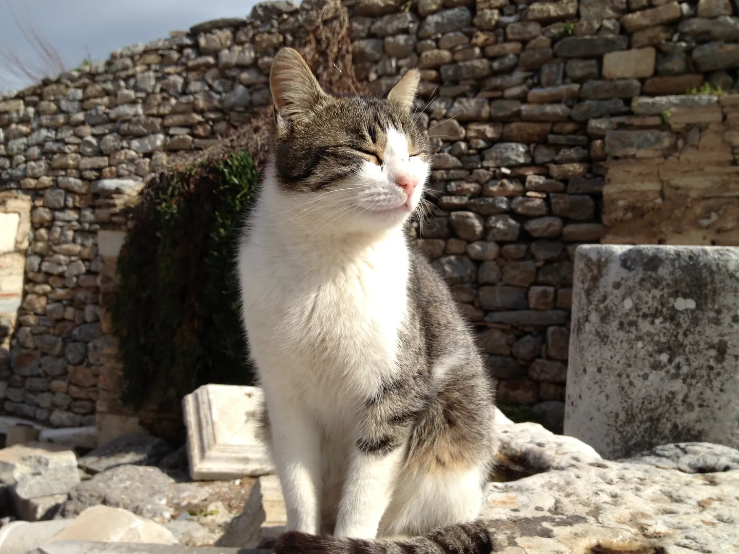 Cat sunbathing with closed eyes in front of a stone wall in Ephesus