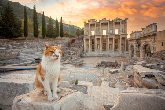 Cat sitting on a rock at sunset in front of the Library of Celsus in Ephesus