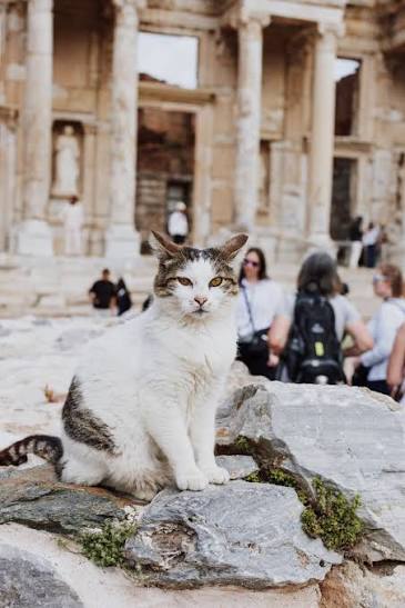 White and tabby cat posing on rocks before the Library of Celsus as visitors pass by
