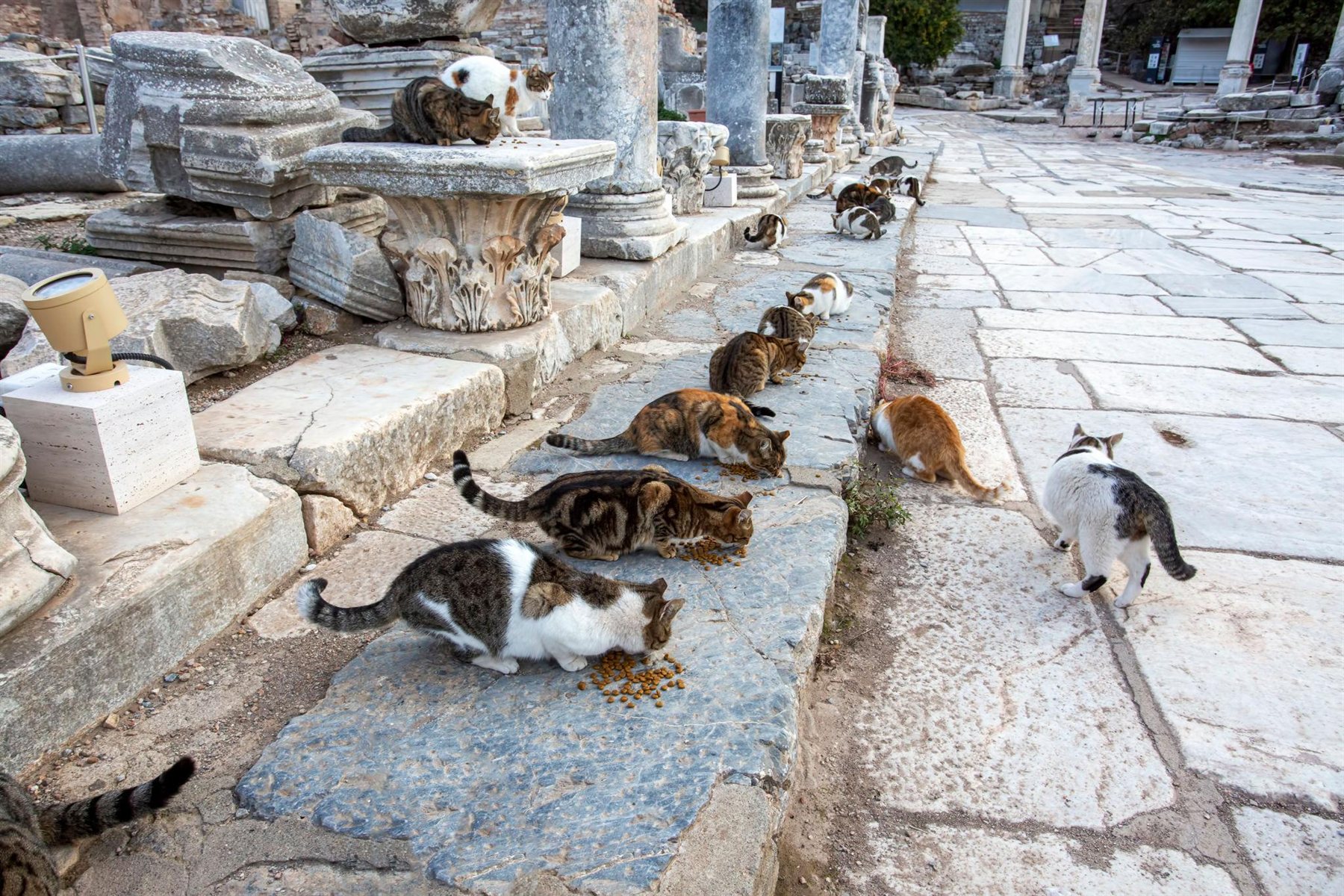 A dozen cats of Ephesus eating together along the colonnade steps at feeding time