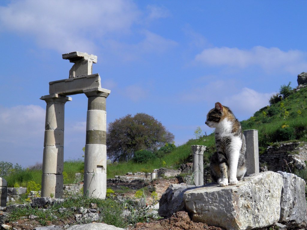 Cat of Ephesus resting on the ancient ruins in Turkey