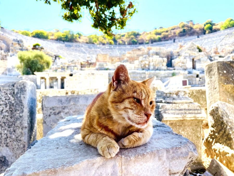 Famous ginger cat of Ephesus sitting on marble before the Library of Celsus
