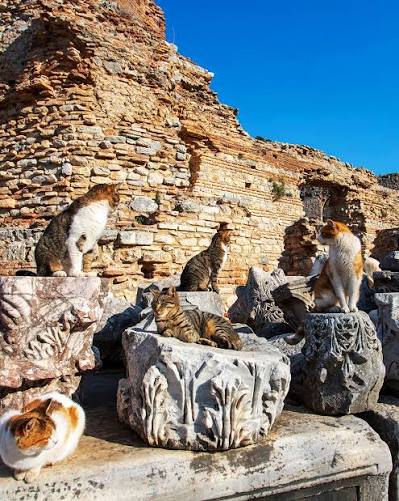 Five cats resting on carved Corinthian capitals in Ephesus