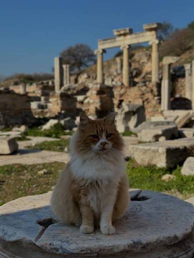 Fluffy ginger and white cat sitting on a round column base near the Prytaneion columns of Ephesus
