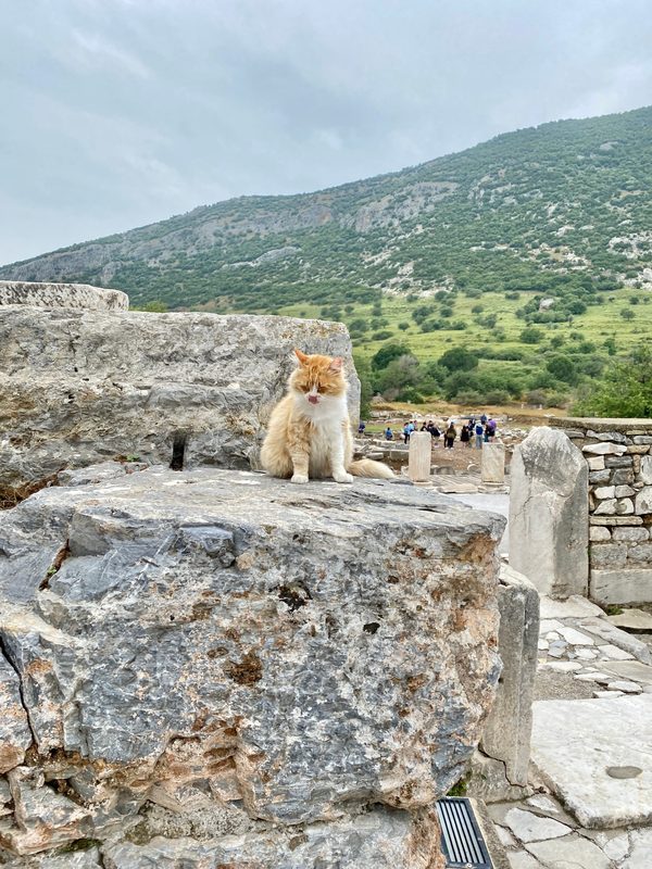 Fluffy ginger and white cat sitting on a huge marble block in Ephesus, with visitors and the green hillside of the ancient city behind