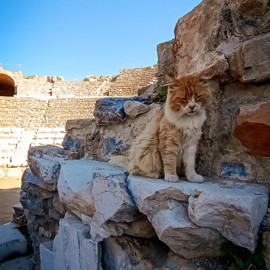 Fluffy ginger and white cat sitting on marble beside the theatre walls of Ephesus