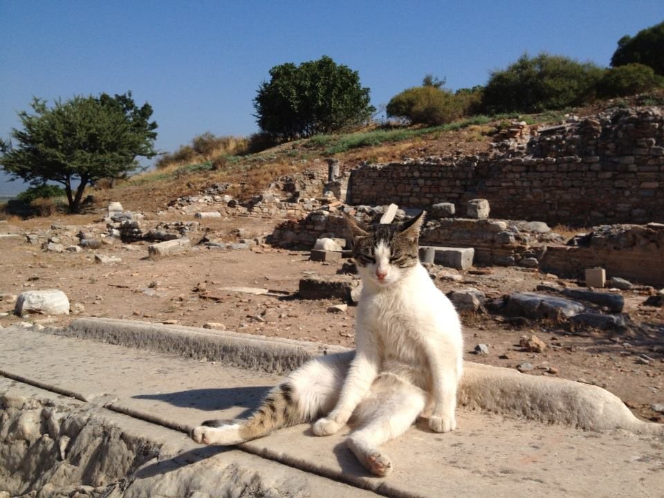 Funny white cat sitting upright like a human on the marble steps of Ephesus