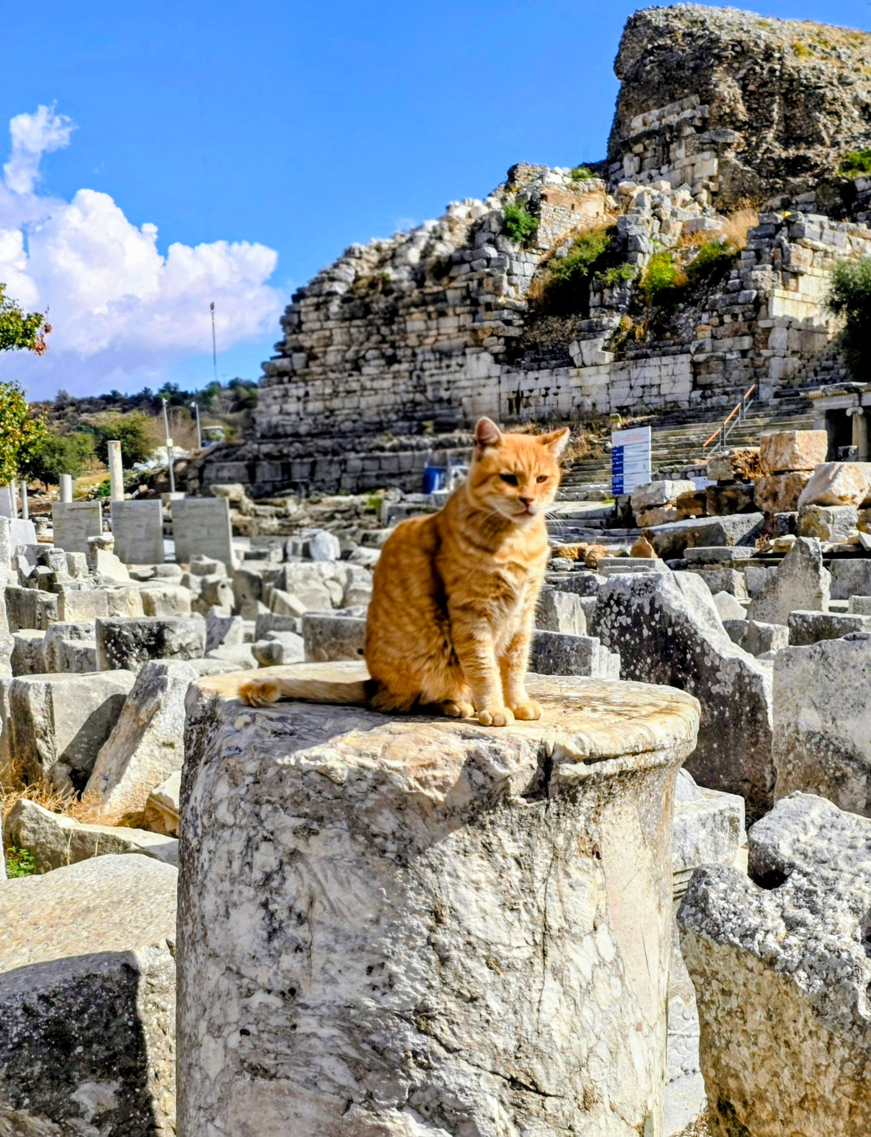Ginger cat sitting proudly on a marble column drum among the ruins of Ephesus