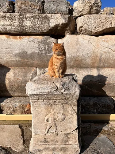 Ginger cat sitting on an ancient altar carved with a gladiator relief in Ephesus