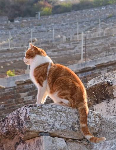 Ginger and white cat overlooking the stone seats of the Great Theatre of Ephesus