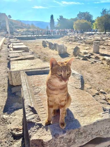 Ginger cat sitting on an inscribed marble slab in the agora of Ephesus