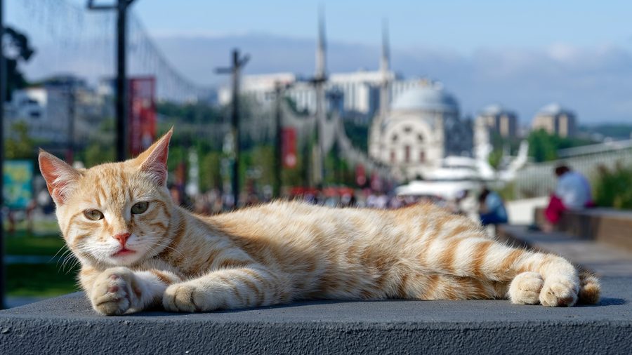 Ginger street cat lounging full-length on a wall above the Bosphorus in Istanbul, with an Ottoman mosque and the bridge behind