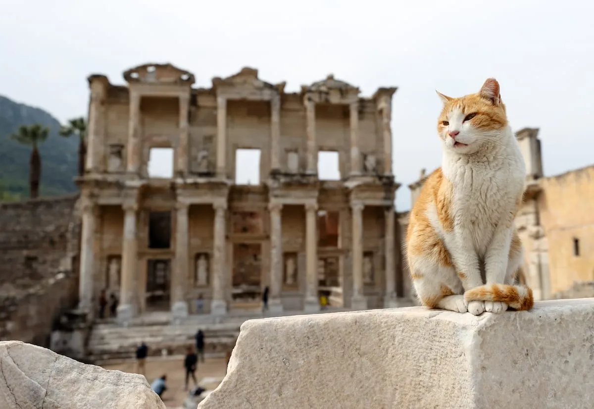 Ginger and white cat sitting proudly with the Library of Celsus behind