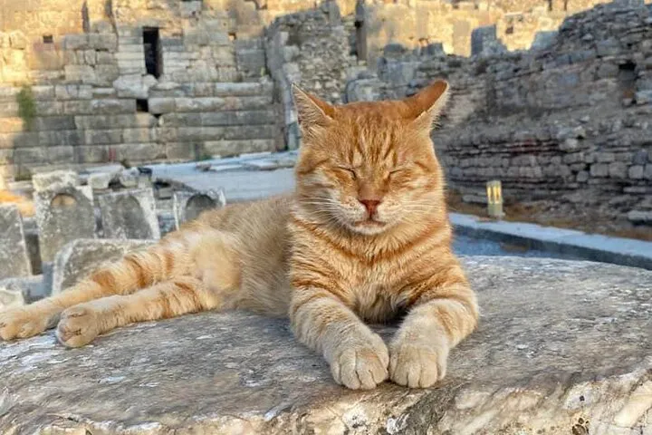 Ginger cat lounging with eyes closed among the ruins of Ephesus