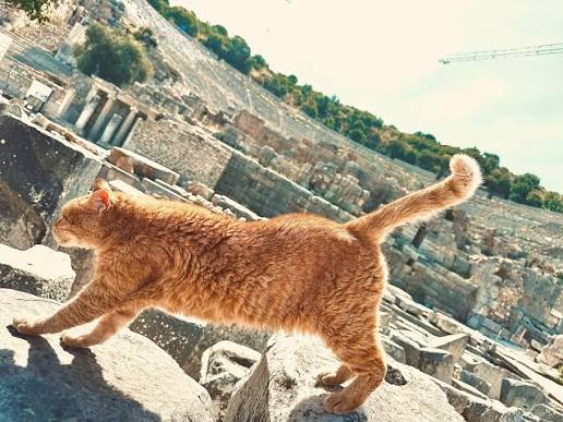 Ginger cat doing a full stretch on the rocks above the ruins of Ephesus