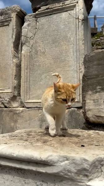 Ginger kitten walking on marble past ancient inscriptions in Ephesus