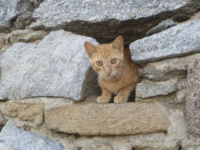Ginger kitten peeking out of a gap in an ancient stone wall in Ephesus