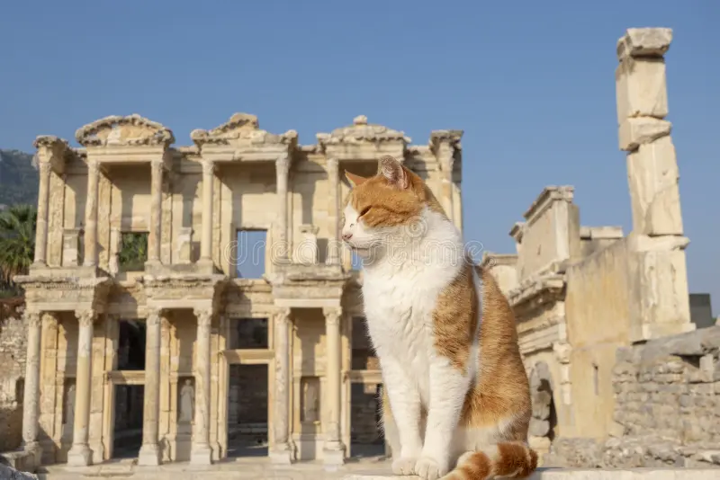 Ginger and white cat sitting before the Library of Celsus in Ephesus
