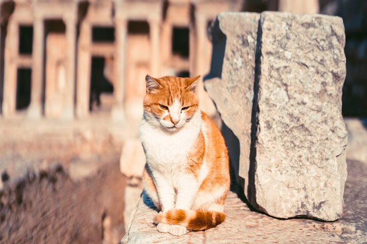 Ginger and white cat resting on a marble ledge in Ephesus with an ancient facade behind