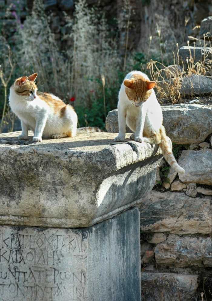 Two ginger and white kittens playing on an ancient marble block with Greek inscriptions in Ephesus