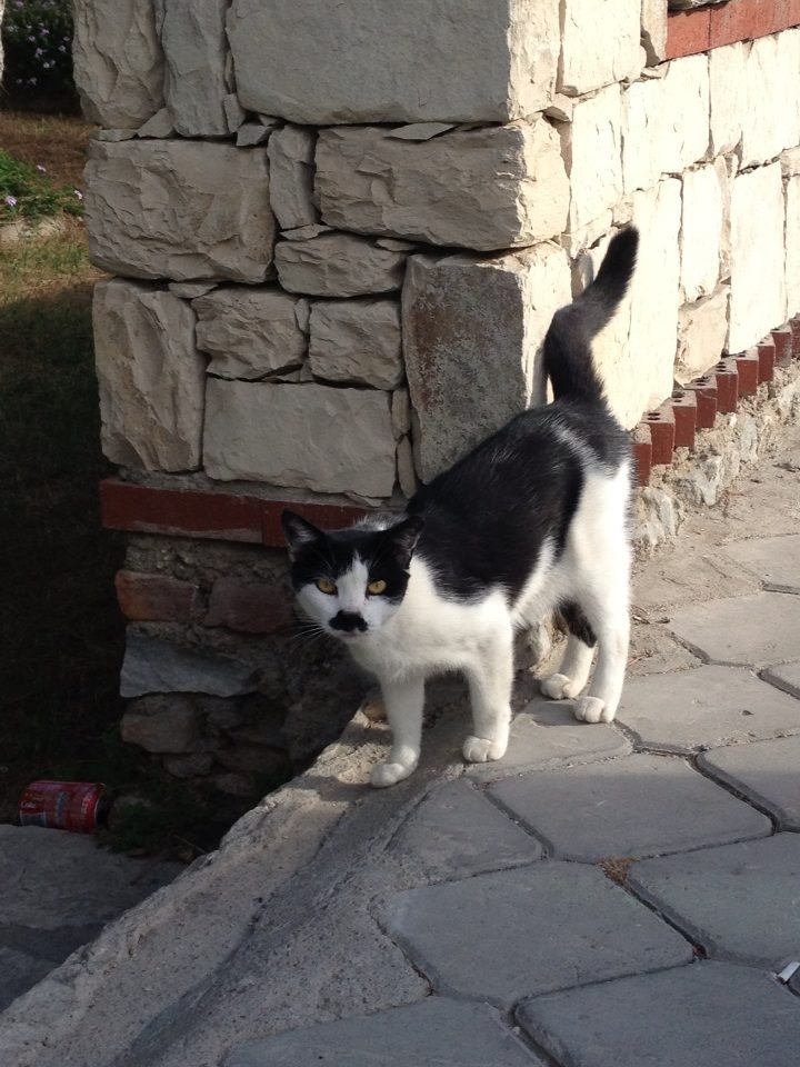 Black and white cat with a mustache marking in Selçuk near Ephesus
