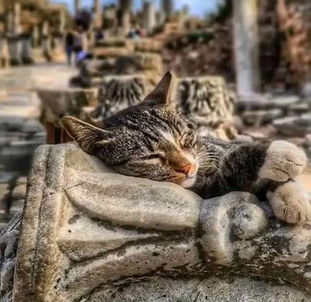 Close-up of a tabby cat sleeping on a carved marble capital in Ephesus