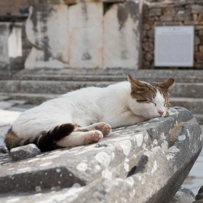 White and brown cat sleeping peacefully on curved marble in Ephesus