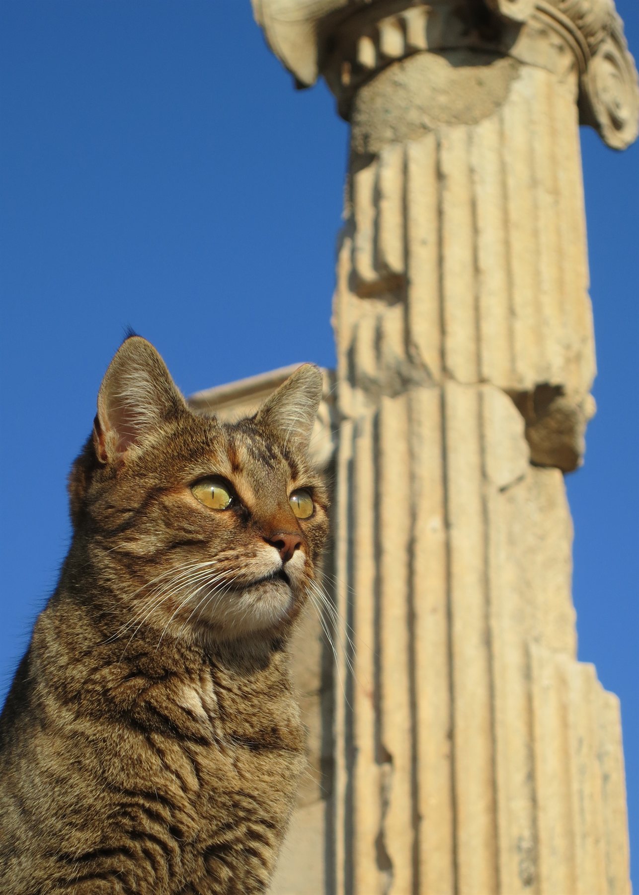 Tabby cat beside an ancient Greek column in Ephesus