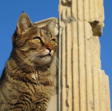 Tabby cat looking up beside a fluted column against a blue sky in Ephesus