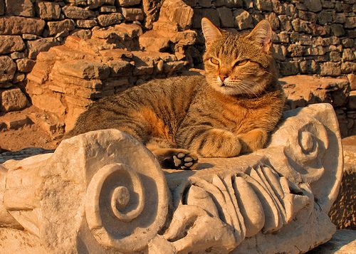 Tabby cat resting on an Ionic capital at golden hour in Ephesus